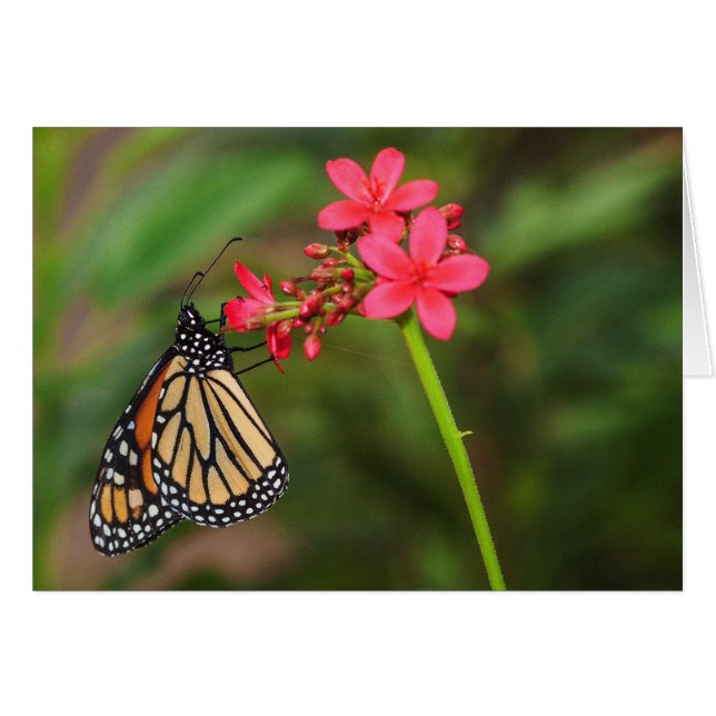 Monarque sur les fleurs de Penta (Devant horizontal)