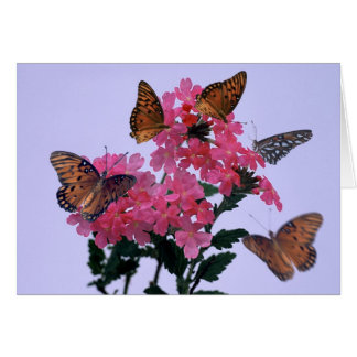 Monarques et Penta rose