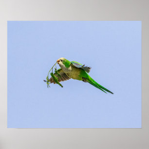 Mönch20x16 Parakeet im Rio Grande-Tal Poster