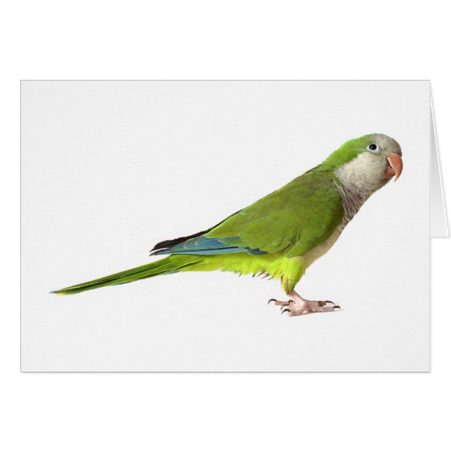 MönchParakeet (Vorderseite (Horizontal))
