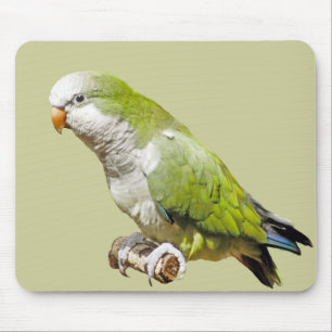 MönchParakeet Mousepad
