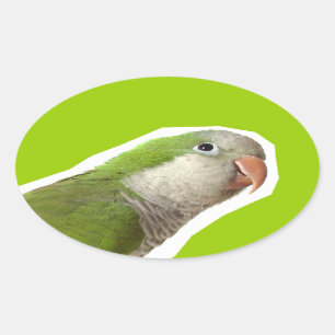 MönchParakeet Ovaler Aufkleber