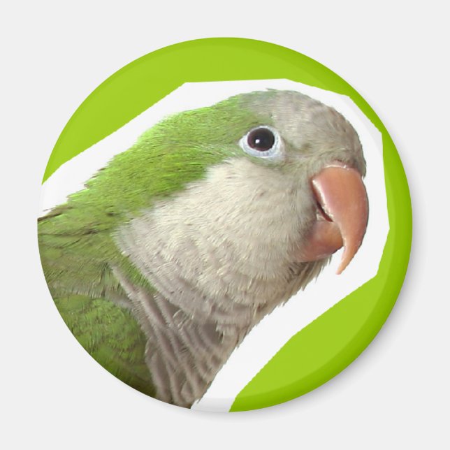 Mönchssittich Magnet (Vorne)
