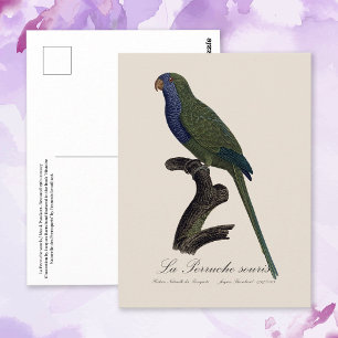 Mönchssittich oder Graukopfsittich, Myiopsitta Mon Postkarte