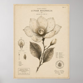 Mond-Magnolie viktorianischer botanischer Museum-D Poster