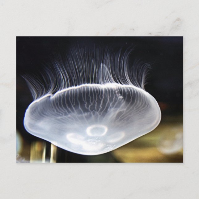 Mond-Quallen-Postkarte Postkarte (Vorderseite)