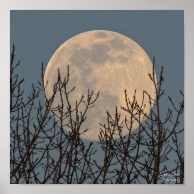 Mondaufstieg über den Bäumen Poster (Vorne)