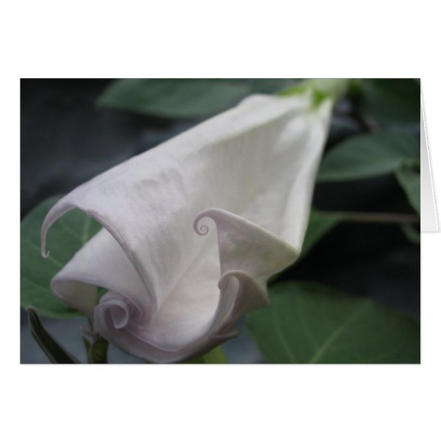 Mondblume (Vorderseite (Horizontal))