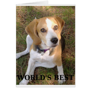 Mondes beagles meilleurs