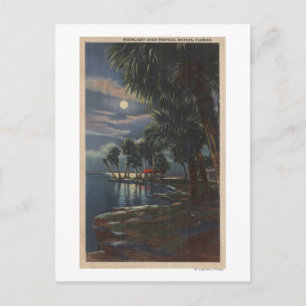 Mondlicht auf einem Florida Beach Florida Postkarte