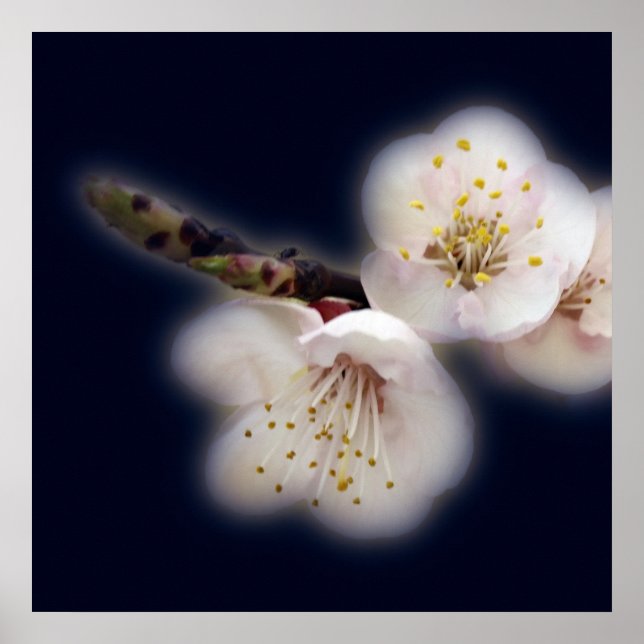 Mondlicht Poster (Vorne)