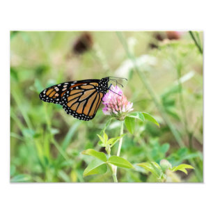 Mondschmetterling Fotodruck