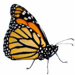 Mondschmetterling Freistehende Fotoskulptur<br><div class="desc">Hier ist ein großer kleiner Freund für Ihren Schreibtisch oder Beistelltisch.</div>