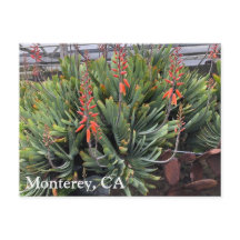 Moneterey Fan Aloe Plicatilis Post Card