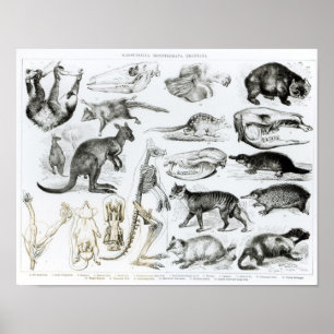 Monetremata, Edentata Poster