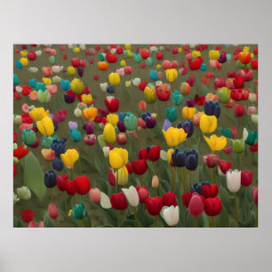 Monet's French Garden at Giverny print No. 1 Poster