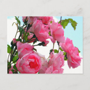 "Monet's Rose Garden" Postcard Postkarte