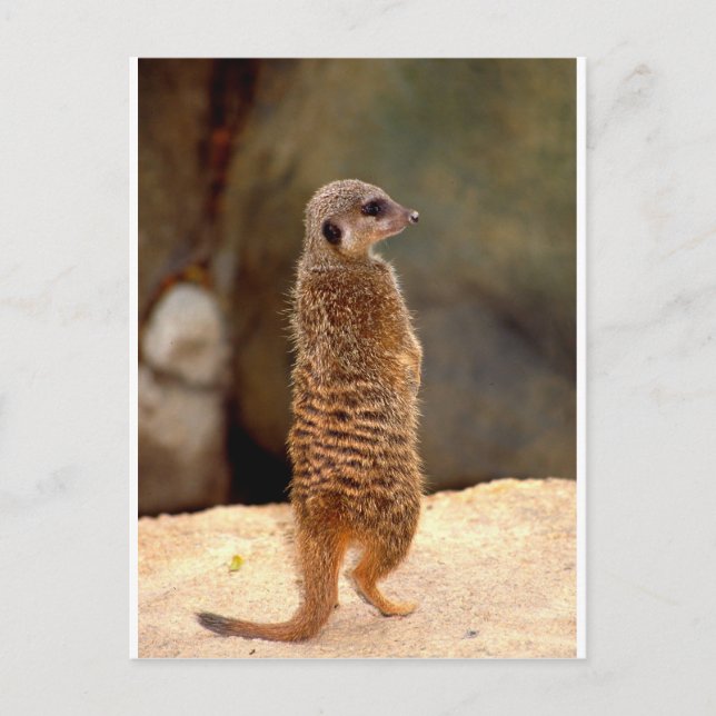 Mongolei10 Postkarte (Vorderseite)