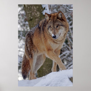 Mongolischer Alphawolf im Schnee Poster