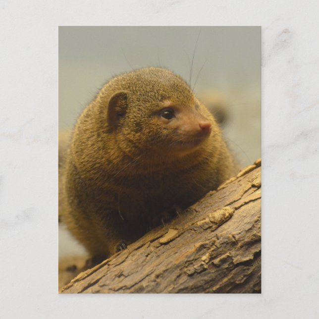 Mongoose a Tree Branch Postkarte (Vorderseite)