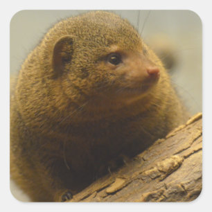 Mongoose a Tree Branch Quadratischer Aufkleber