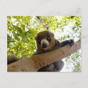 Mongoose Postkarte