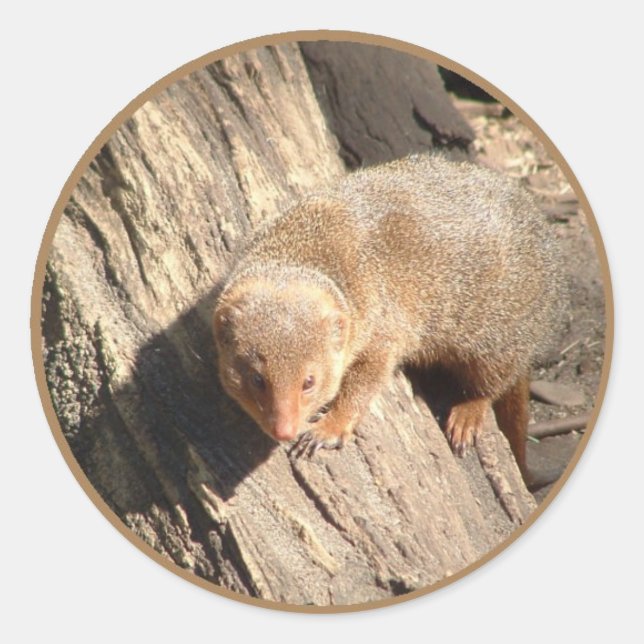 Mongoose Runder Aufkleber (Vorderseite)