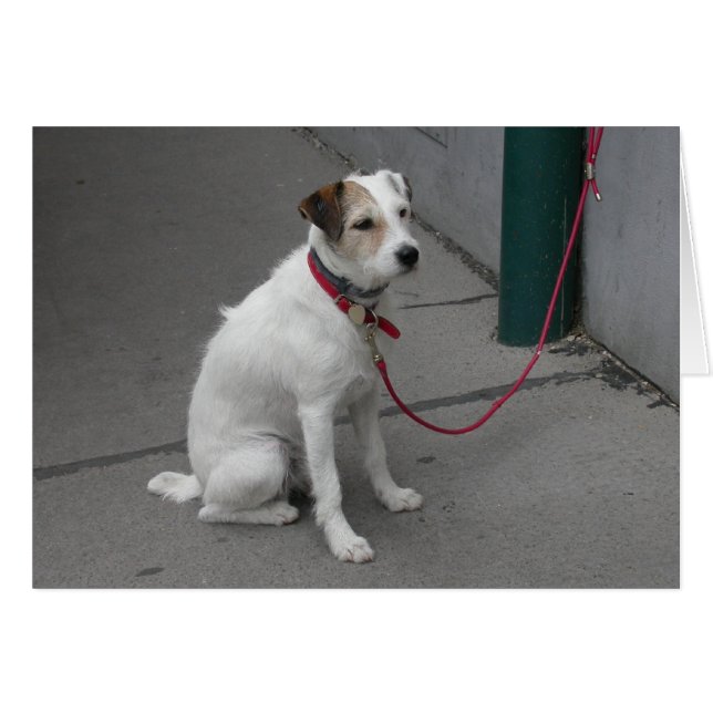 Mongrel blanc doux (Devant horizontal)