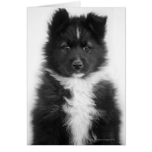 Mongrel Dog, Studio Shot (Vorne)
