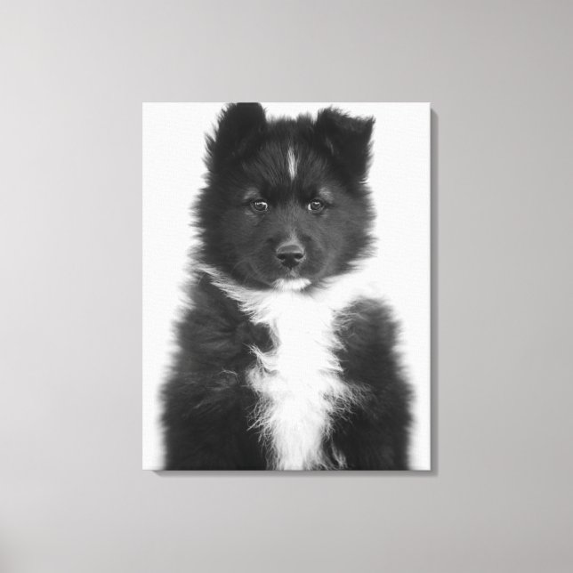 Mongrel Dog, Studio Shot Leinwanddruck (Vorderseite)