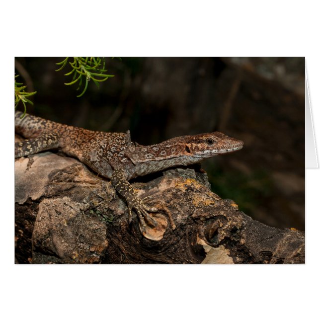Moniteur de l'arbre localisé (Devant horizontal)