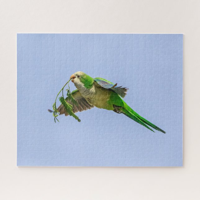 Monk Parakeet im Rio Grande Tal (Horizontal)