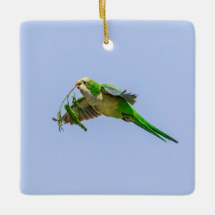 Monk Parakeet im Rio Grande Tal Keramikornament