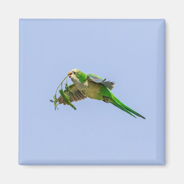 Monk Parakeet im Rio Grande Tal Magnet (Vorne)