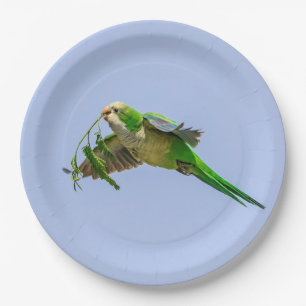 Monk Parakeet im Rio Grande Tal Pappteller