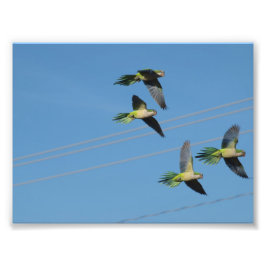 Monk Parrots Fotodruck