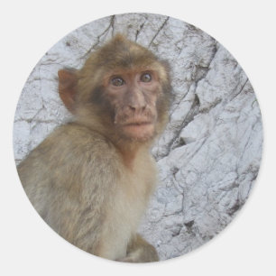 Monkey-Aufkleber von Gibraltar Runder Aufkleber