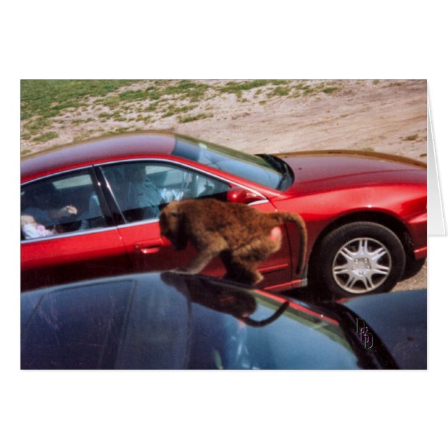 Monkey Business (Devant horizontal)