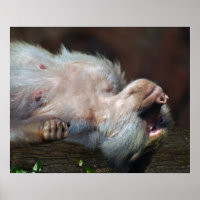 Monkey fröstelt nur