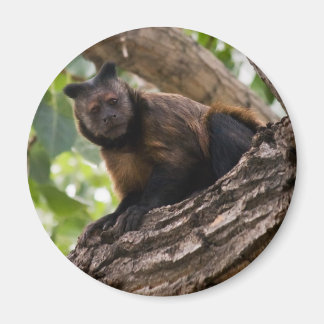 Monkey-Magnet Magnet