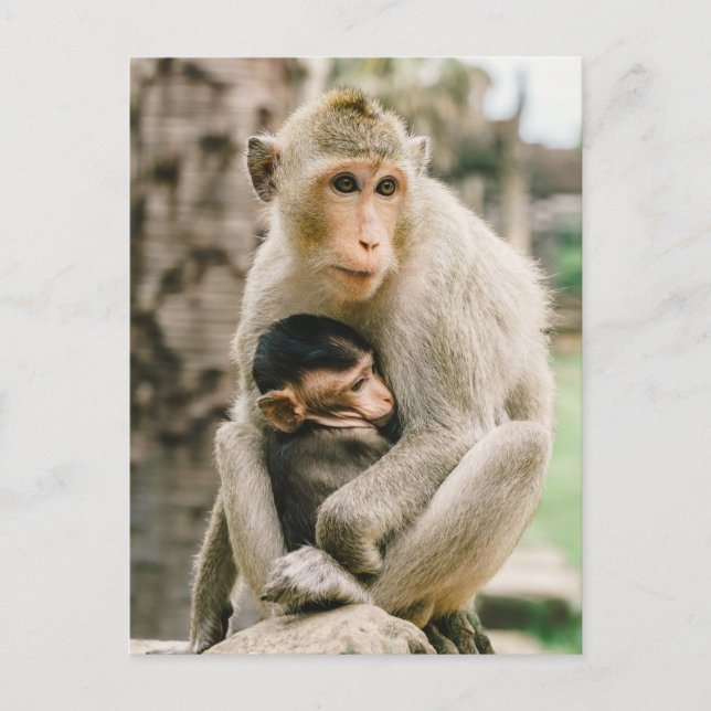 Monkey Mama & Baby Postkarte (Vorderseite)