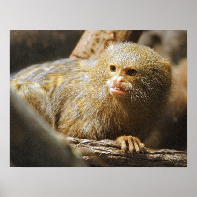 Monkey Poster (Vorne)