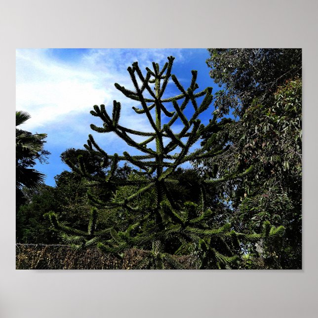 Monkey Puzzle Tree #1 Poster (Vorne)