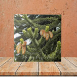 Monkey Puzzle Tree Botanical Fliese<br><div class="desc">Keramik Kachel,  die das Foto eines Affen Puzzle Tree und seine Samencones zeigt. Wählen Sie Ihre Kachelgröße aus. Ein schönes botanisches Design! Eine tolle Küche trivet!</div>