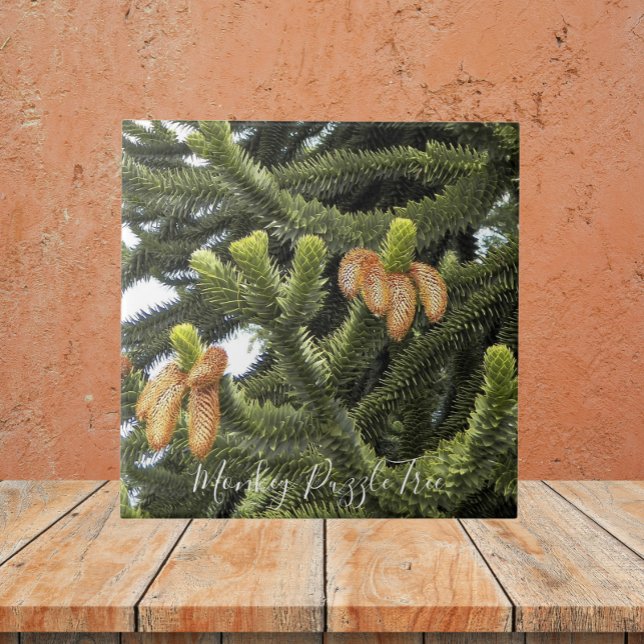 Monkey Puzzle Tree Botanical Fliese (In Situ)