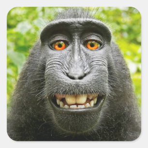 Monkey Selfie Quadratischer Aufkleber