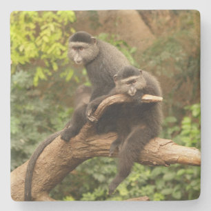 Monkey Square Untersetzer