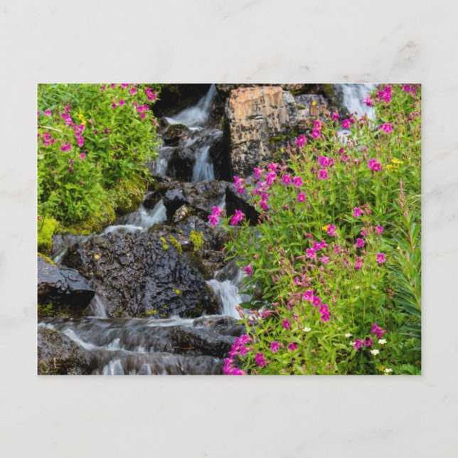 Monkeyblumen am Lunch Bach im Gletscher Postkarte (Vorderseite)
