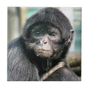 MONKEYS FLIESE