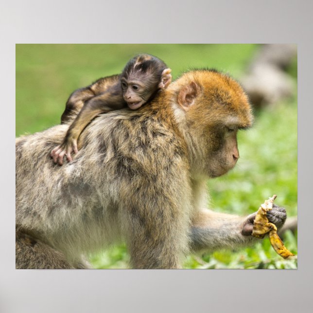 Monkeys Poster (Vorne)